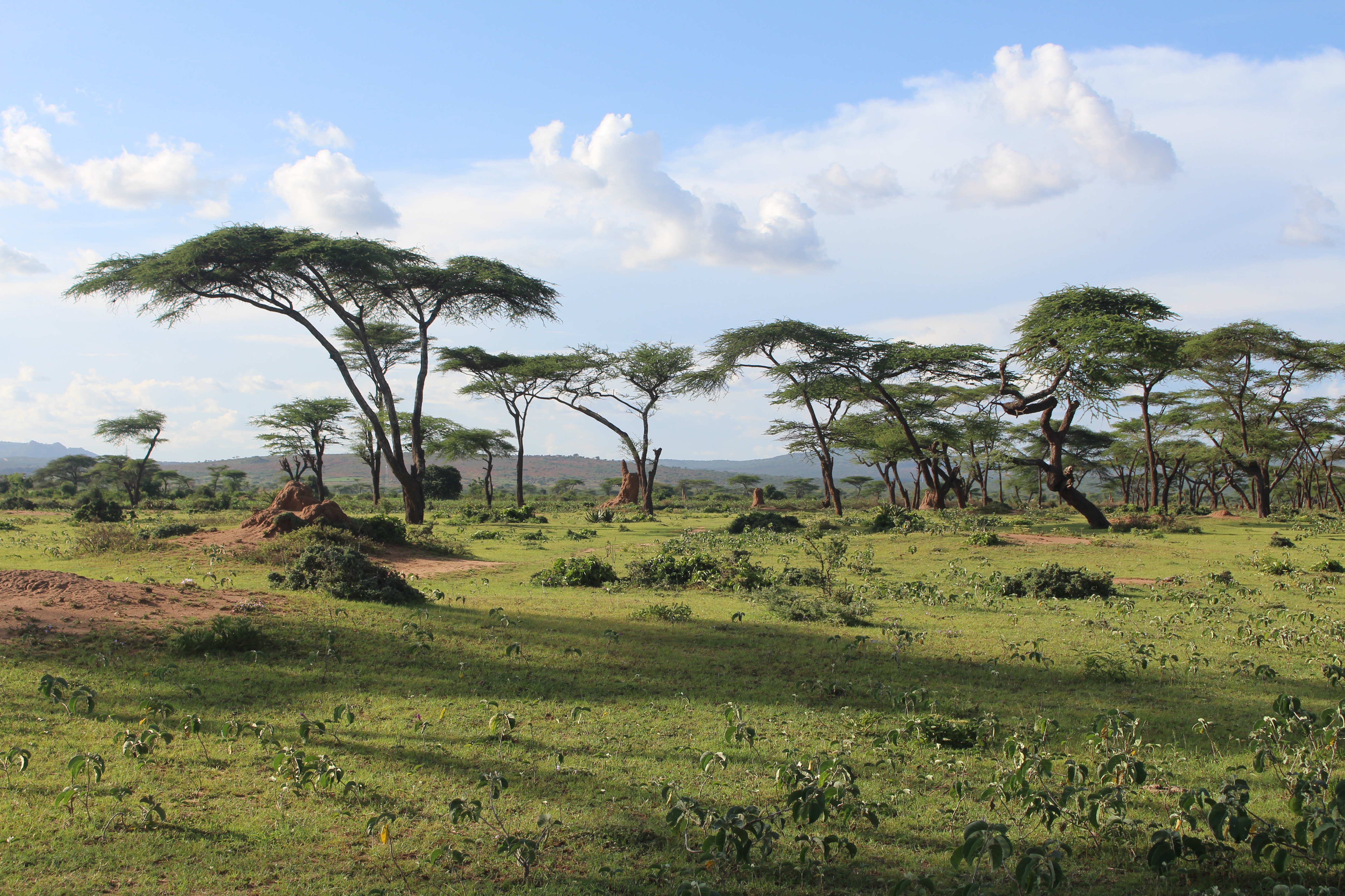 Ethiopian grassland with tall acacia trees is the perfect habitat for the Ethiopian Bush-crow and White-tailed Swallow. Credit Andrew Bladon