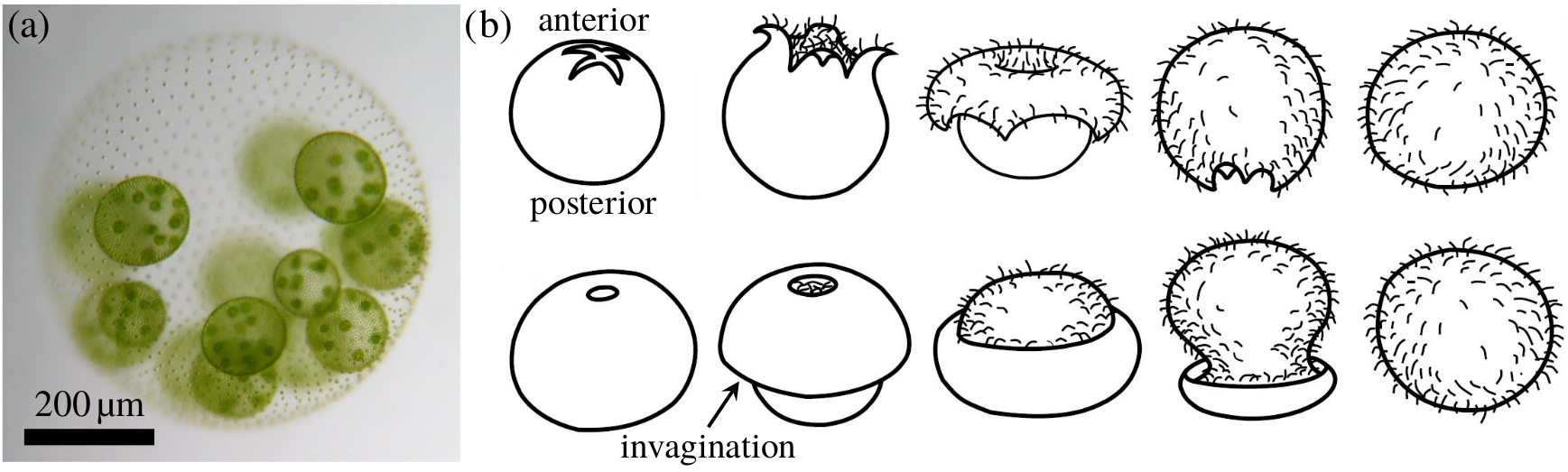 Fig. 1. Volvox and its inversion.