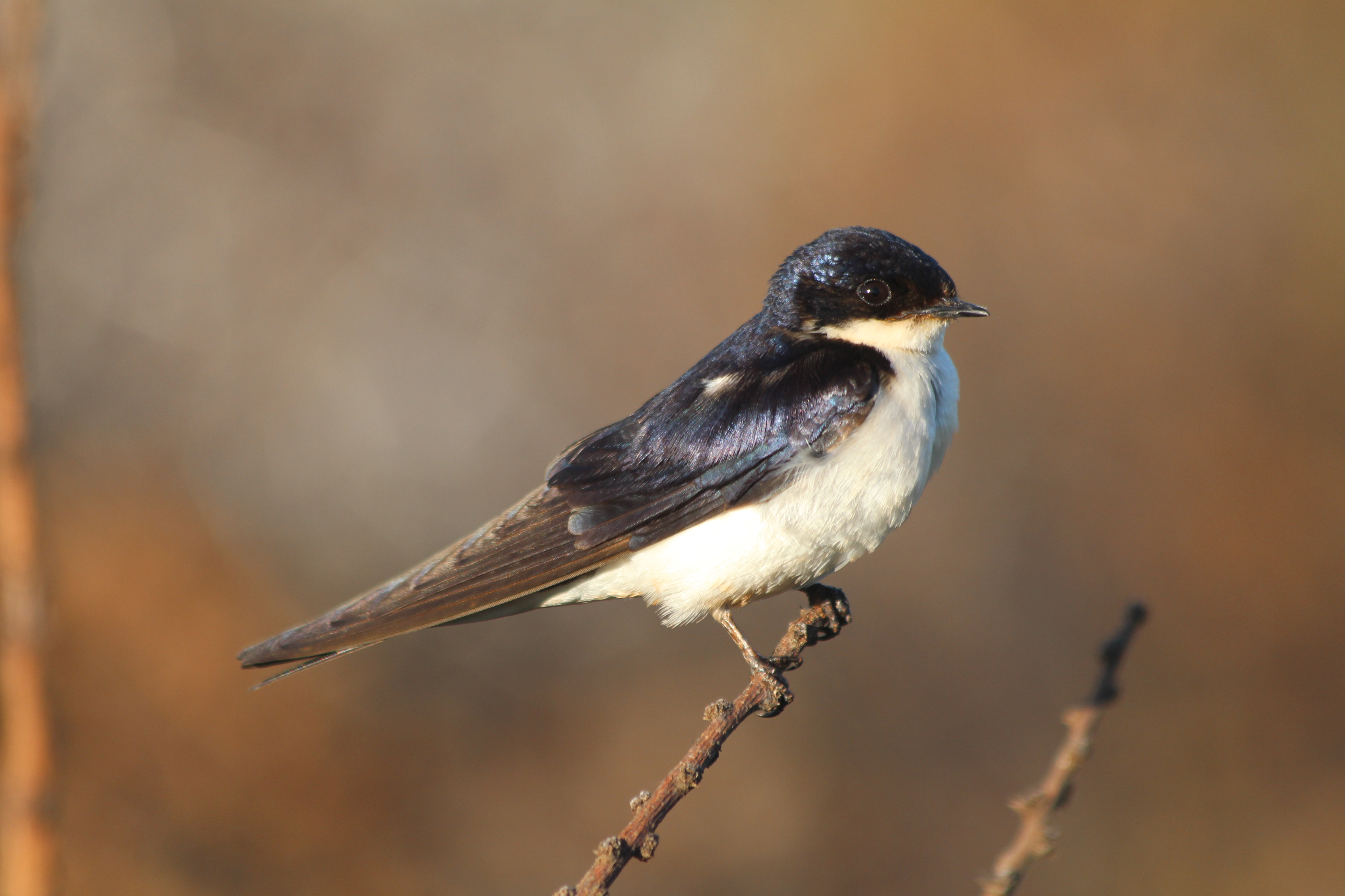 White-tailed Swallow Hirundo megaensis Ethiopia