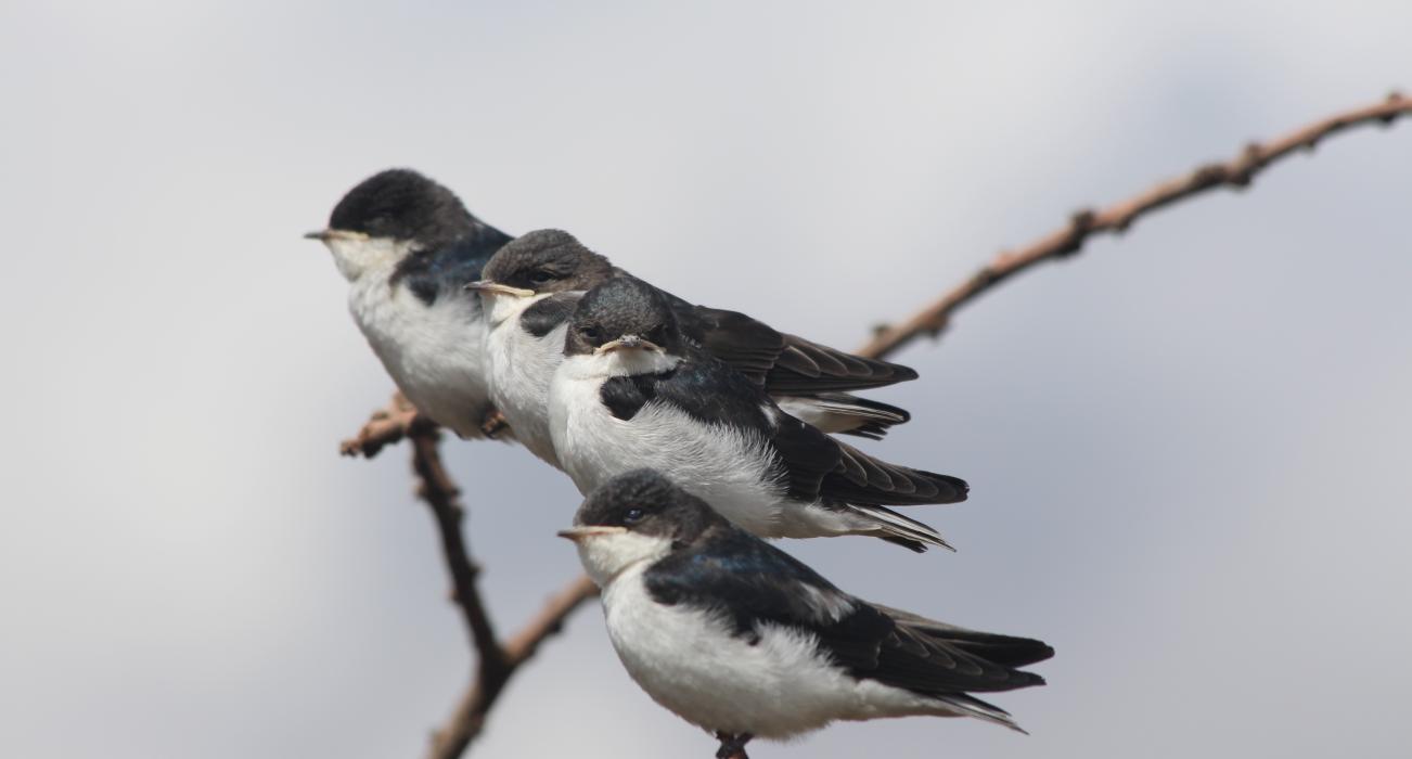 White Tailed Swallow Juveniles. Credit Andrew Bladon