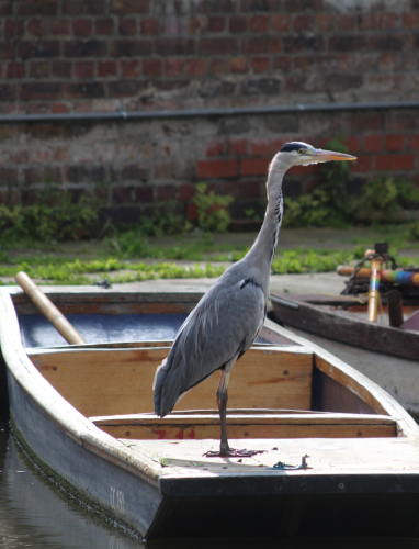 Middle Combination Room (MCR)