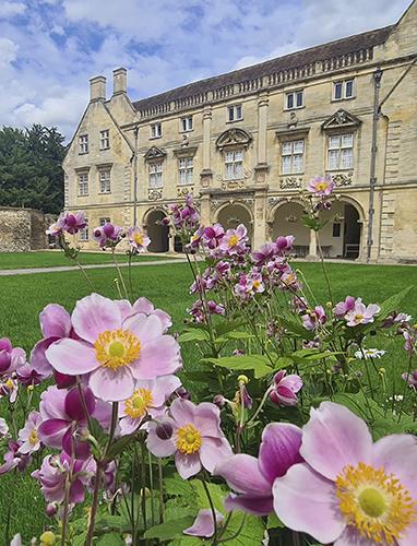 Second Court at Magdalene College showing pink flowers with the Pepys Building in the background.