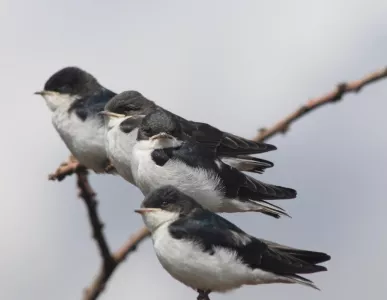 6.white-tailed-swallow-_juveniles.credit-andrew-bladon