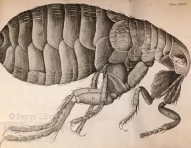 Robert Hooke’s ‘Micrographia’ (PL 2116)