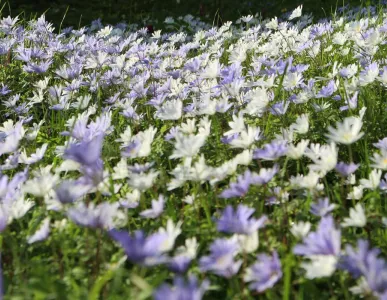 flowers_in_the_magdalene_fellows_garden