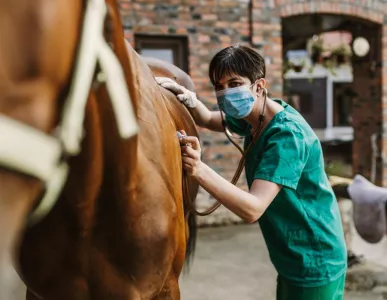  veterinary_medicine_adobestock_210187411
