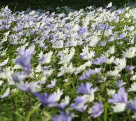 flowers_in_the_magdalene_fellows_garden