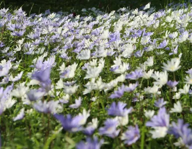 flowers_in_the_magdalene_fellows_garden