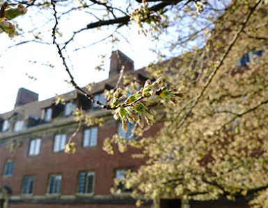 cherry blossom buds in front of Lutyens Building